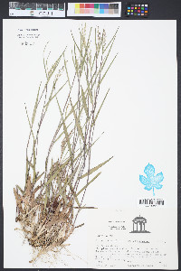 Coleataenia longifolia subsp. longifolia image