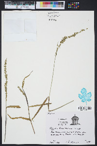 Panicum hemitomon image