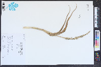 Panicum amarum image