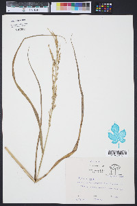 Panicum amarum image