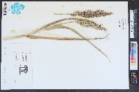 Panicum amarum image