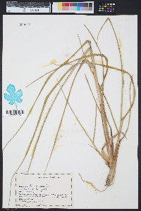 Panicum amarulum image