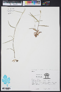 Panicum dichotomum image