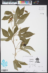 Passiflora incarnata image