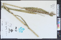 Pennisetum glaucum image