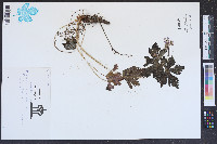 Phacelia ranunculacea image