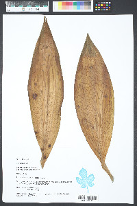 Phaius tancarvilleae image