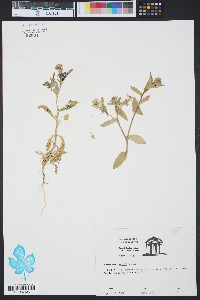 Phlox drummondii image