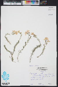 Phlox nivalis image