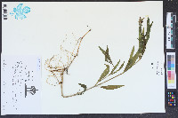 Physostegia leptophylla image