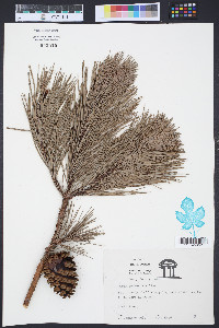 Pinus echinata image
