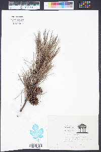 Pinus echinata image