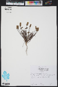 Plantago hookeriana image