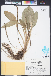 Plantago major image