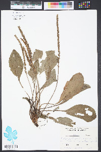 Plantago rugelii image