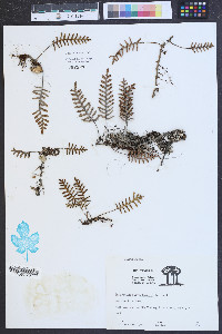 Polypodium polypodioides image