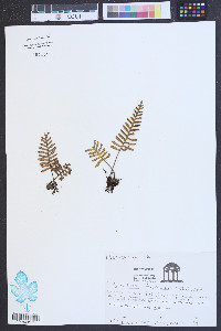 Polypodium polypodioides image