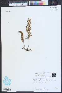 Polypodium polypodioides image