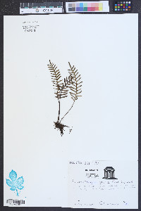 Polypodium polypodioides image