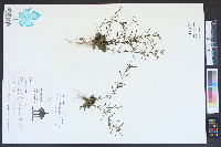 Polypremum procumbens image