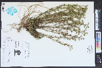 Polypremum procumbens image