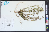 Polypremum procumbens image