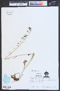 Nabalus autumnalis image