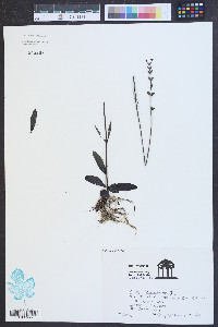 Priva lappulacea image