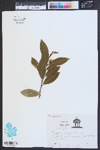 Prunus caroliniana image
