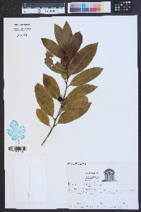 Prunus caroliniana image