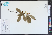 Prunus caroliniana image