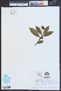 Prunus caroliniana image