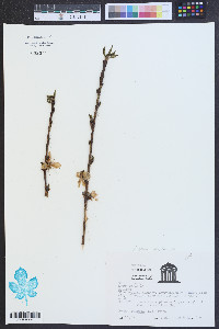 Prunus persica image