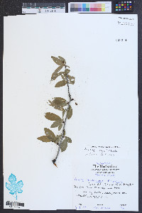 Prunus angustifolia image