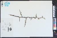 Prunus angustifolia image