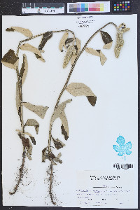 Pterocaulon pycnostachyum image