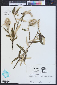 Pterocaulon pycnostachyum image