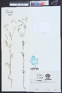 Ptilimnium capillaceum image