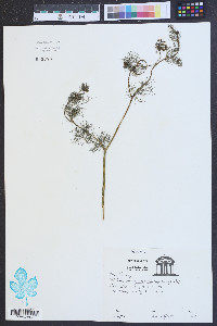 Ptilimnium capillaceum image
