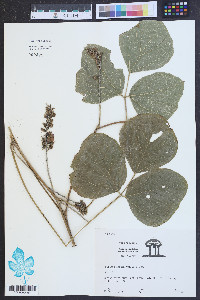 Pueraria montana image