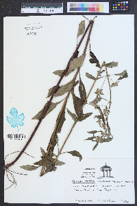 Pycnanthemum muticum image