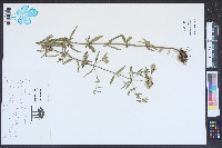 Pycnanthemum flexuosum image