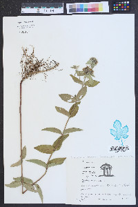 Pycnanthemum flexuosum image