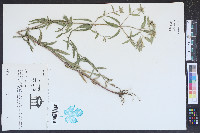 Pycnanthemum flexuosum image