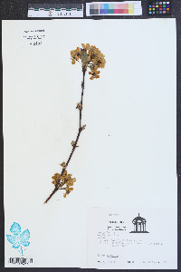 Pyrus communis image