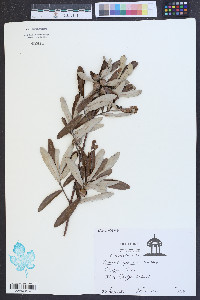 Quercus pumila image