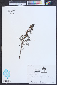 Quercus pumila image