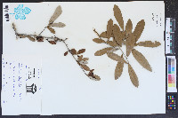 Quercus virginiana image