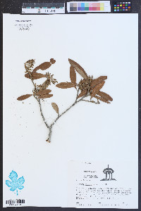 Quercus virginiana image