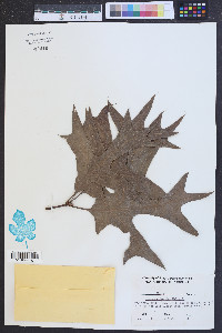 Quercus laevis image